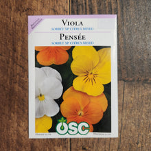 Viola  'Sorbet XP Citrus Mixed'