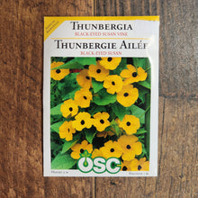 Thunbergia 'Black Eyed Susan Vine' 