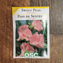 Sweet Pea 'Royal Pink'