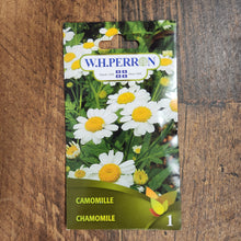 Camomille 'Ordinaire'