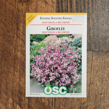 Summer wallflower 'Matthiola Bicornis'