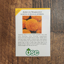 Marigold 'Marvel Orange'