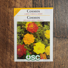 Cosmos 'Carpet Formula Mix'