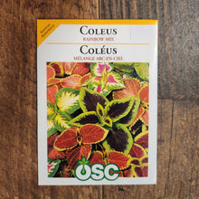 Coleus Rainbow Mix
