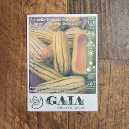 Courge 'Zeppelin Delicata' bio