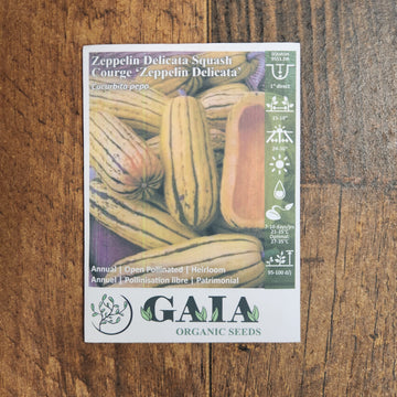 Squash 'Zeppelin Delicata'