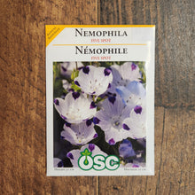 Nemophila 'Five Spot' 