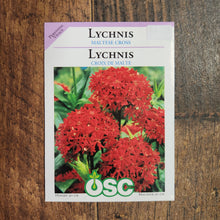 Lychnis 'Croix de Malte'