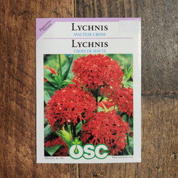 Lychnis 'Maltese Cross'