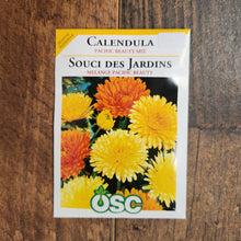 Calendula 'Pacific Beauty Mixed'