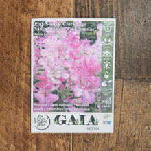 Clary Sage 'Pink Sundae' Organic 