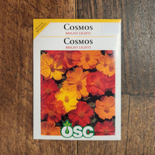 Cosmos 'Bright Lights' 