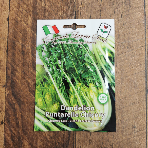 Chicory 'Barese Galatina Salt. Larosa' Early