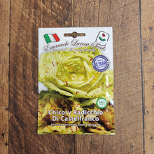 Radicchio chicory 'Variegata di Castelfranco'