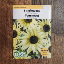 Sunflower 'Summer Moon'