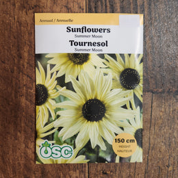 Sunflower 'Summer Moon'