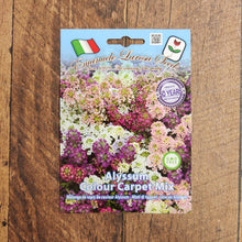 Alyssum mélange 'Colour Carpet'