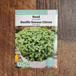 Basilic citronné 'Sweet Dani'