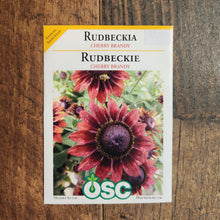  Rudbeckia 'Cherry Brandy'