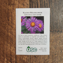 New England Aster