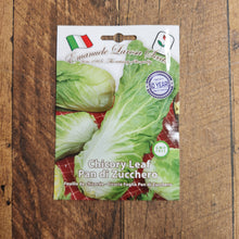 Chicory 'Pan di Zucchero' (Sugarloaf)