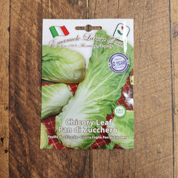 Chicory 'Pan di Zucchero' (Sugarloaf)