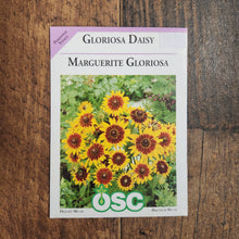 Rudbeckia 'Gloriosa Daisy'