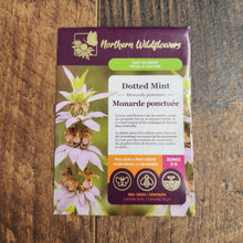 Spotted Bee Balm
