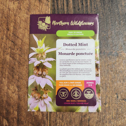 Spotted Bee Balm