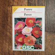 Poppy 'Double Shirley'