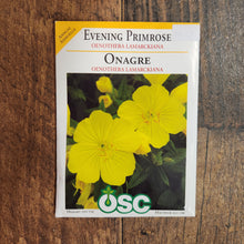 Evening primrose (evening primrose) 'Oenothera Lamarckiana'
