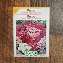 Phlox 'Drummondii Mix Flowers'