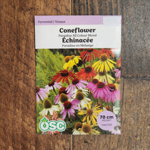 Rudbeckia' Paradiso All Colour Blend'