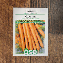Nantes carrots(Coreless)