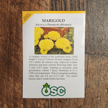 Marigold 'Antigua Primrose'