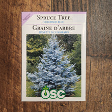 Colorado Blue Spruce