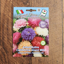 Aster mélange 'California Giant'