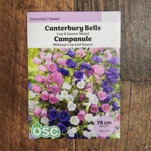 Canterbury Bellflower Mix