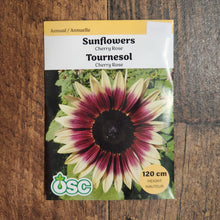 Tournesol 'Cherry Rose'