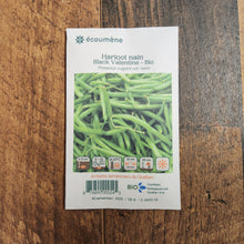 Organic 'Black Valentine' dwarf bean