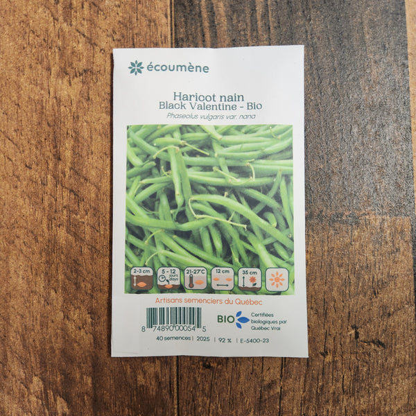 Organic 'Black Valentine' dwarf bean