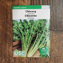 Chicory 'Cicoria Catalogna'
