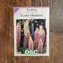 Lupins 'Russell's Hybrids Mix' 