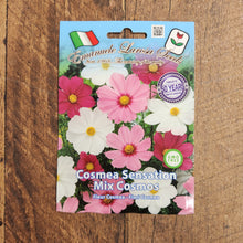 Cosmos mix (<em>Cosmos bipinnatus</em>)