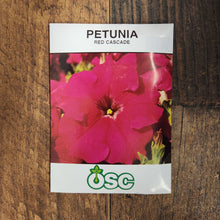 Pétunia cascade 'Red'