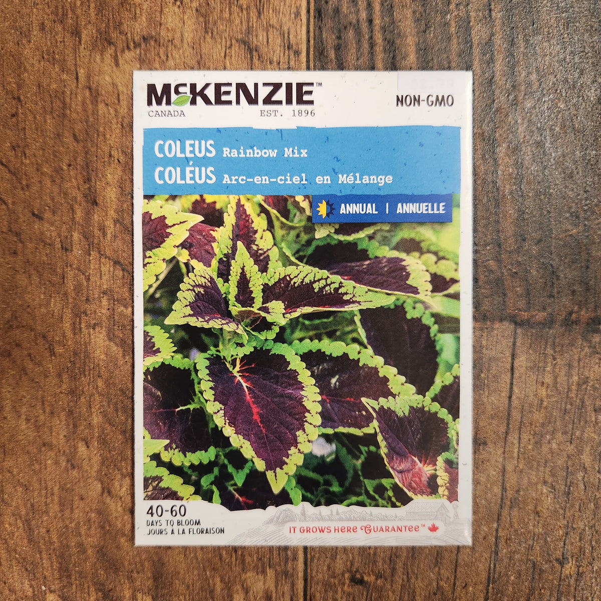 Coleus mélange 'Arc-en-ciel'