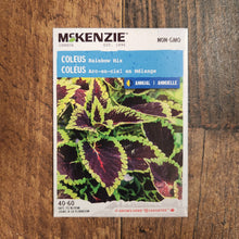 Coleus mélange 'Arc-en-ciel'