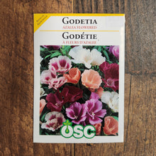 Godetia 'Azalea Flower'