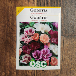 Godétia  'Azalée Fleurie'