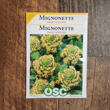 Sweet Scented Mignonette 